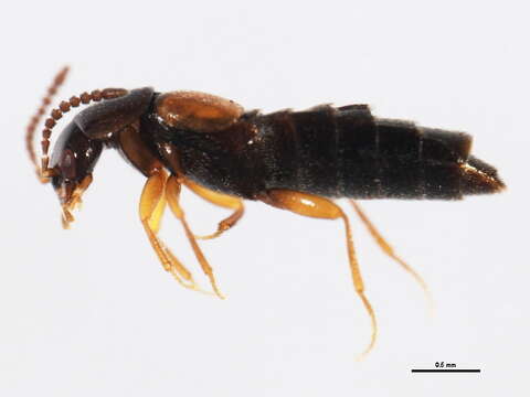 Image of Aleochara (Coprochara) suffusa (Casey 1906)