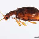 Image of <i>Stephostethus liratus</i>