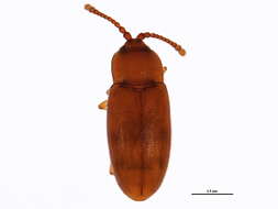 Image of <i>Caenoscelis subdeplanata</i>