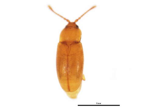 Image of <i>Caenoscelis subdeplanata</i>