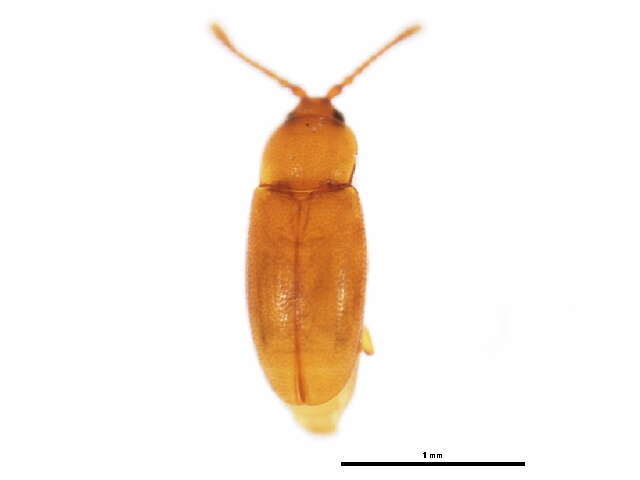 Image of <i>Caenoscelis subdeplanata</i>