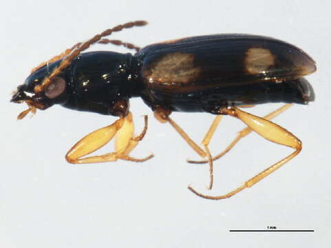 Image of Bembidion (Bembidion) quadrimaculatum (Linnaeus 1760)