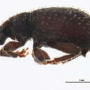 Image of <i>Trachyphloeus aristatus</i>