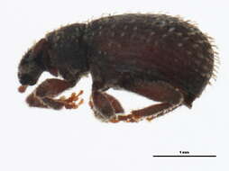 Image of Biota