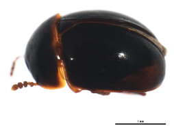 Image of Anisotoma globososa Hatch 1929