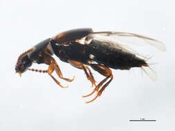 Image of Tachinus (Tachinus) luridus Erichson 1840