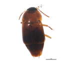 Image de Tachinus (Tachinus) quebecensis Robert 1946
