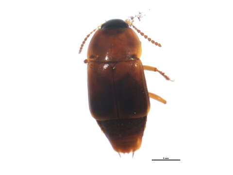 Image of Tachinus (Tachinus) quebecensis Robert 1946