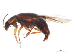 Image of Tachinus (Tachinus) quebecensis Robert 1946