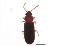 Image of Pediacus fuscus Erichson 1845