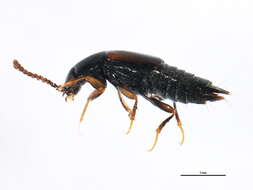 Image of Tachinus