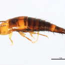 Image of Tachyporus (Tachyporus) borealis Campbell 1979