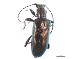 Image of Plateumaris nitida (Germar 1811)