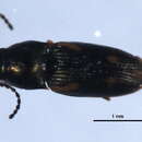 Image de <i>Neohypdonus gentilis</i>