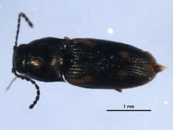 Image de <i>Neohypdonus gentilis</i>