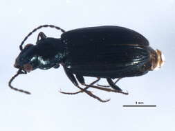 Image of Bembidion (Plataphus) farrarae Hatch 1950