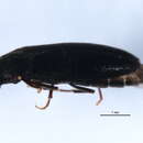 Image of Scotochroa