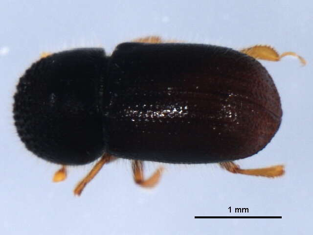 Image of Bark beetle