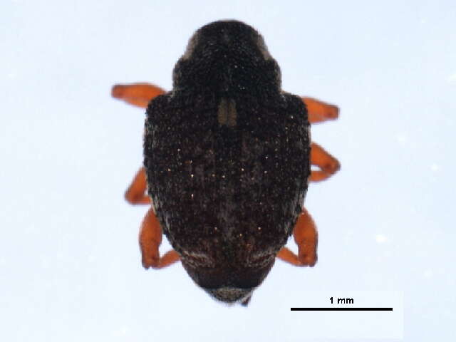 Image of European weevil