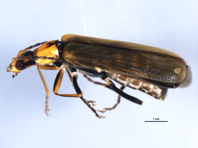 Image de <i>Dichelotarsus <i>cavicollis</i></i> cavicollis