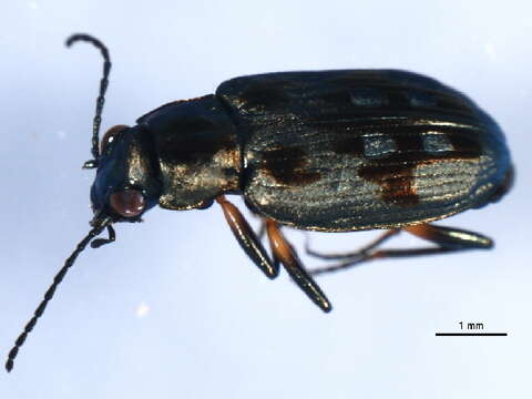 Image of Bembidion (Bracteon) zephyrum Fall 1910