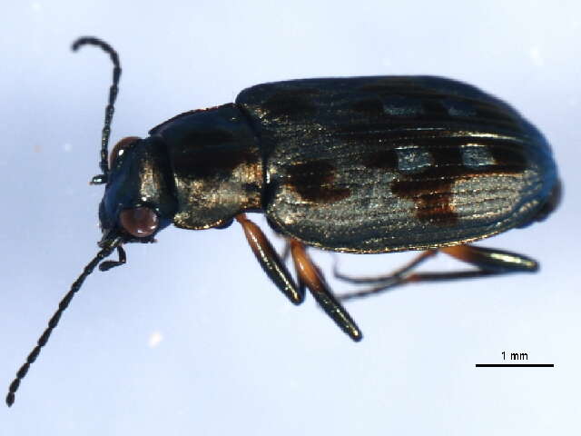 Bembidion (Bracteon) zephyrum Fall 1910的圖片