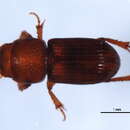 Image of Caelius montanus (Brown 1931)