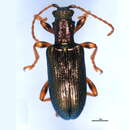 Image of Plateumaris neomexicana (Schaeffer 1925)