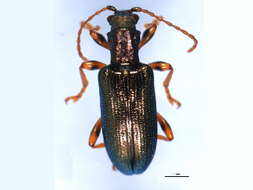 Image of Plateumaris neomexicana (Schaeffer 1925)