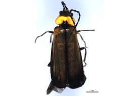 Image of <i>Silis lutea</i>