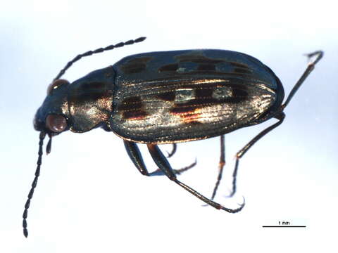 Image of Bembidion (Bracteon) zephyrum Fall 1910