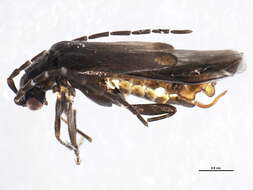 Image of Malthodes