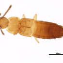 Image of Oxypoda hiemalis Casey 1911