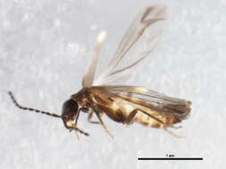 Image of <i>Malthodes pumilus</i>