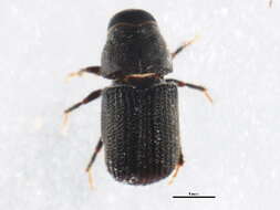Image of Mountain Pine Beetle