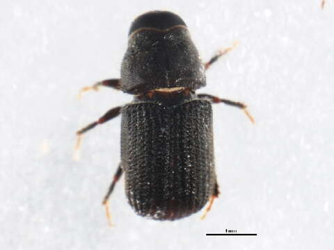 Image of Mountain Pine Beetle