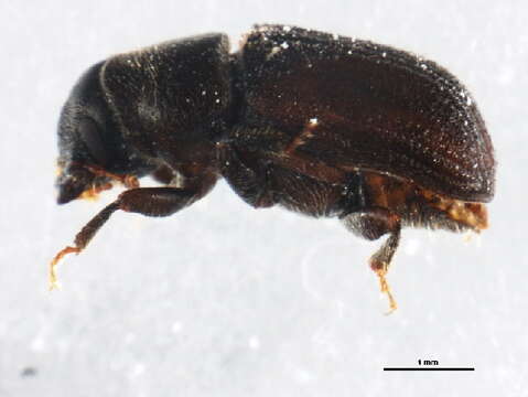 Image of Mountain Pine Beetle