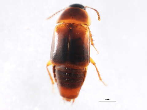 Image of Tachinus (Tachinus) quebecensis Robert 1946