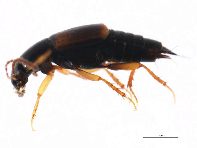 Image of Tachinus