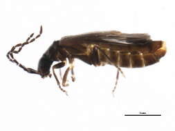 Image of <i>Malthodes canadensis</i>