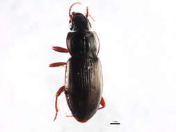 Image of Pterostichus (Bothriopterus) pensylvanicus Le Conte 1873