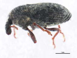 Image of Weevil