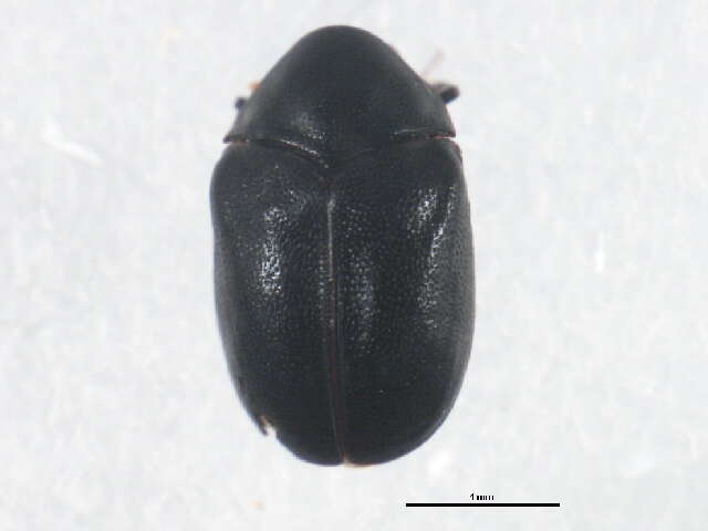 Orphilus subnitidus Le Conte 1861 resmi