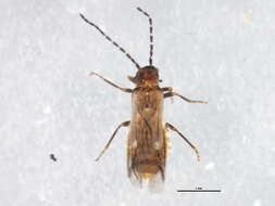 Image of <i>Malthodes canadensis</i>