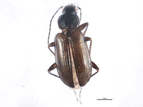 Image of Agonum (Platynomicrus) ferruginosum (Dejean 1828)