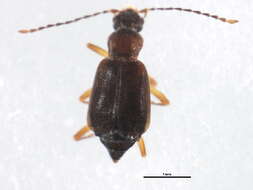 Image of Omaliinae