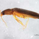 Image of <i>Hemicrepidius simplex</i>