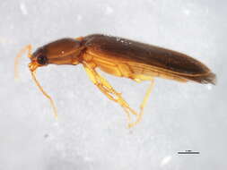 Image of <i>Hemicrepidius simplex</i>