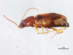 Image of Bembidion (Peryphus) rupicola (Kirby 1837)