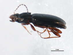 صورة Bembidion grapii Gyllenhal 1827